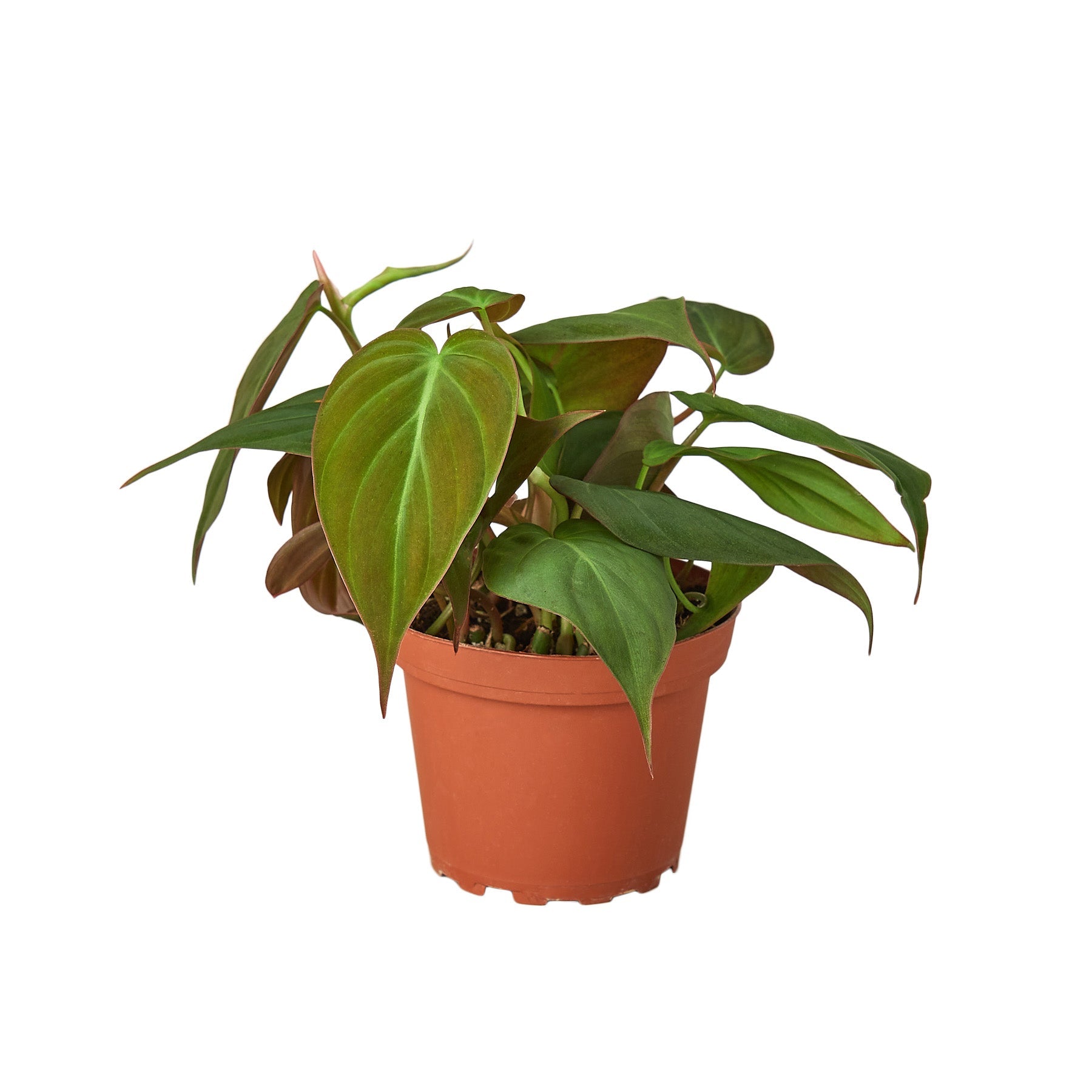 Philodendron 'Micans'