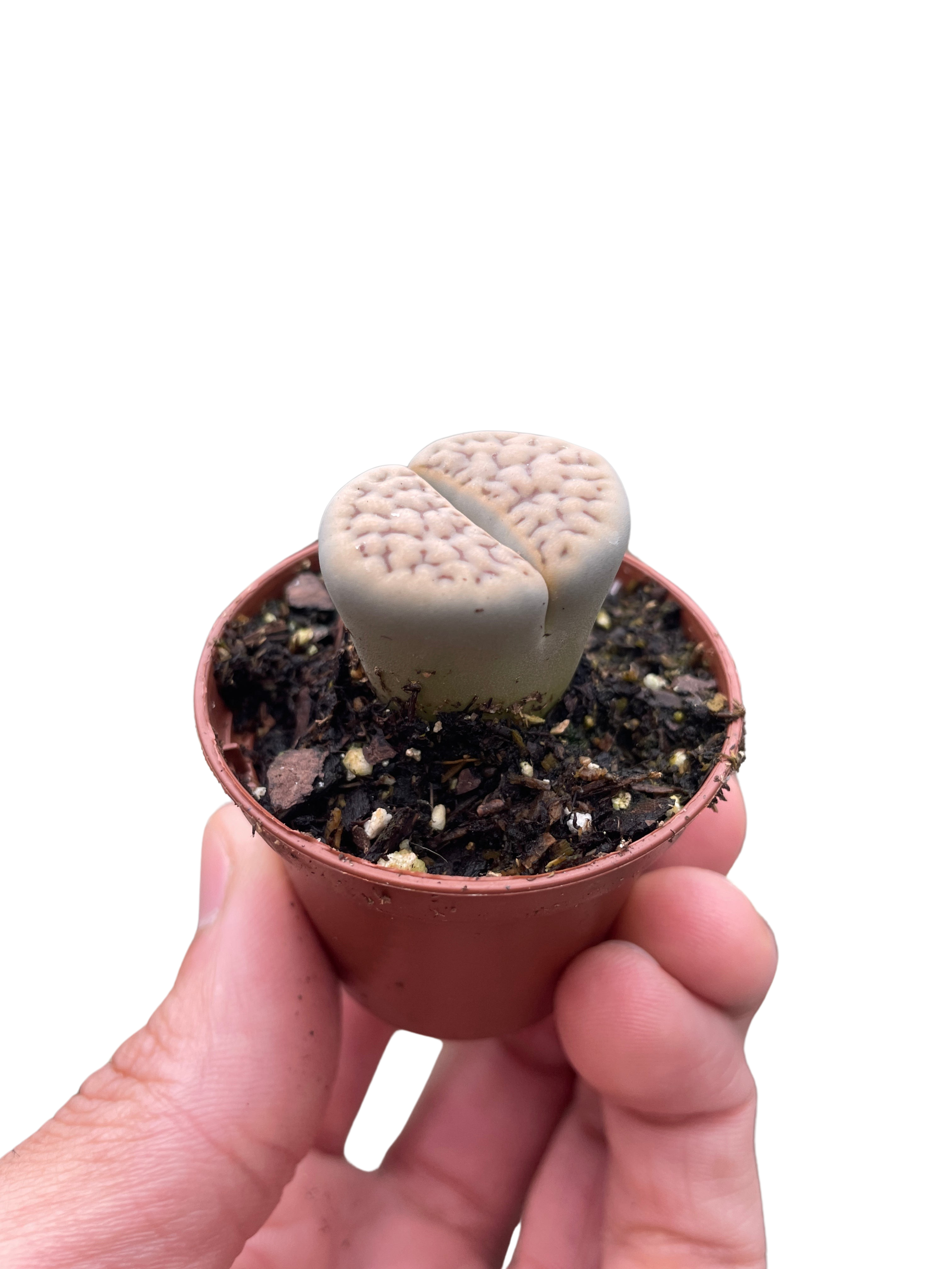 Lithop Living Stone