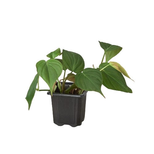 Philodendron 'Micans'