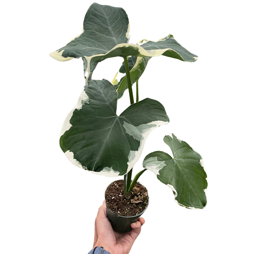 Alocasia 'Mickey Mouse'