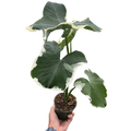 Alocasia 'Mickey Mouse'