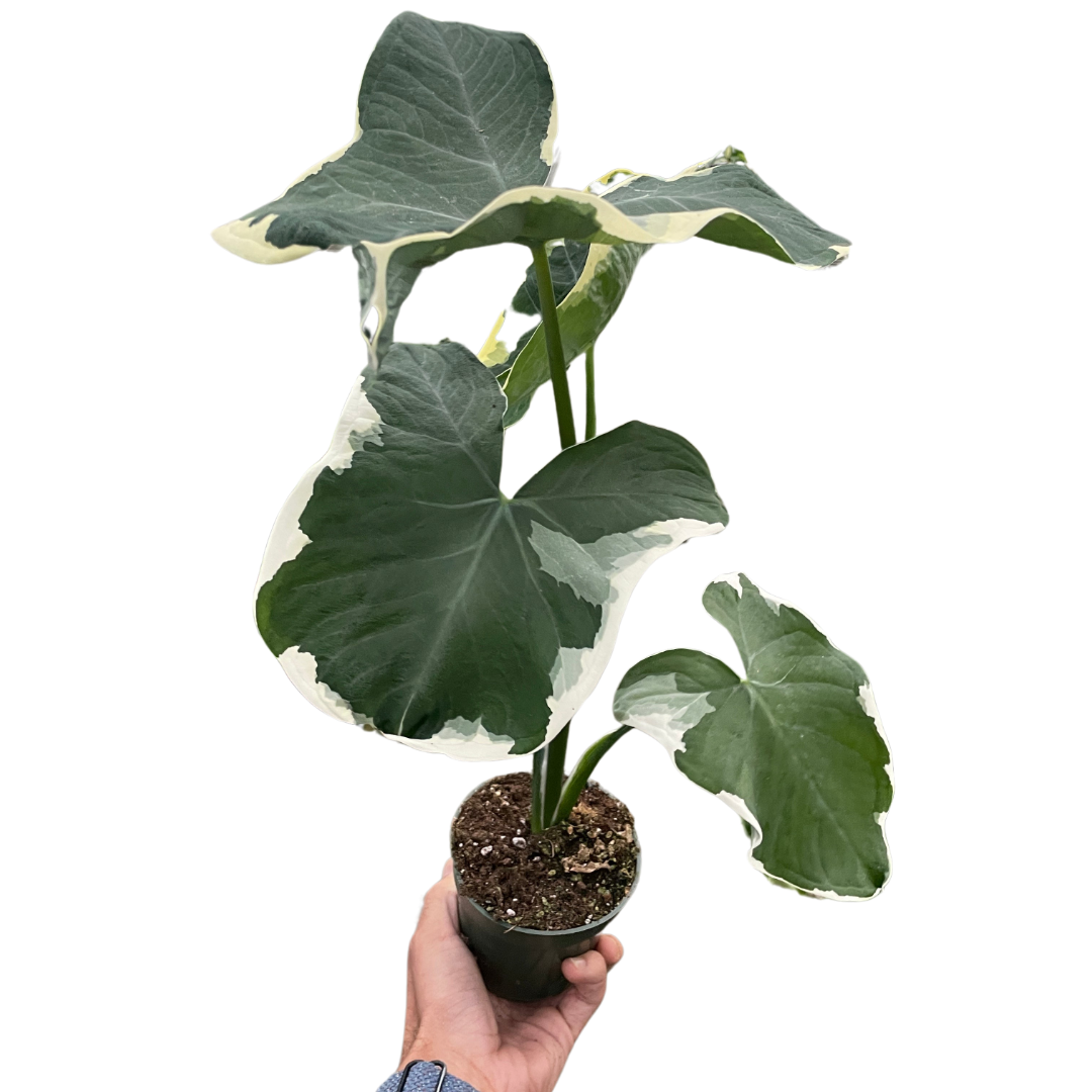 Alocasia 'Mickey Mouse'