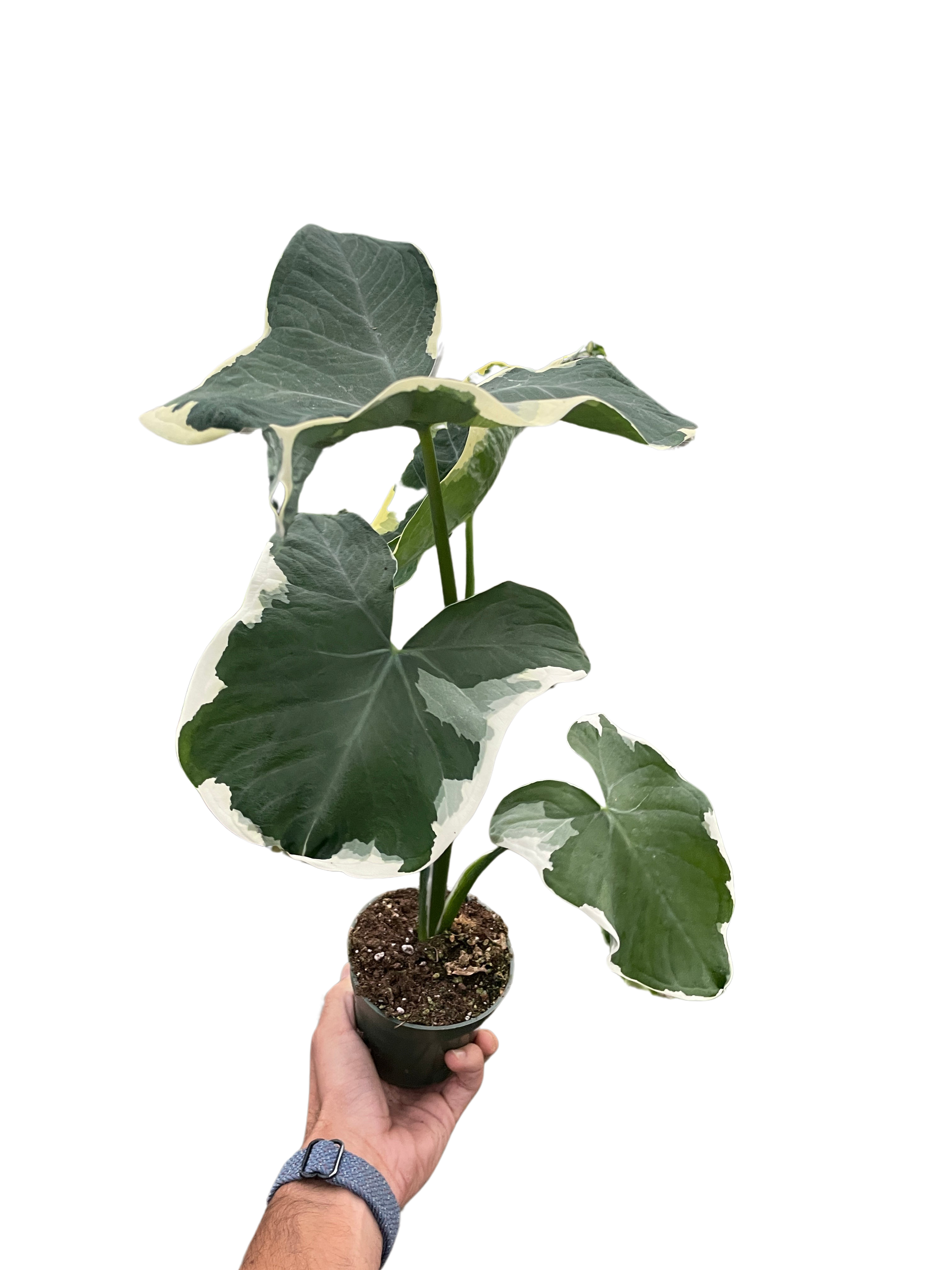 Alocasia 'Mickey Mouse'
