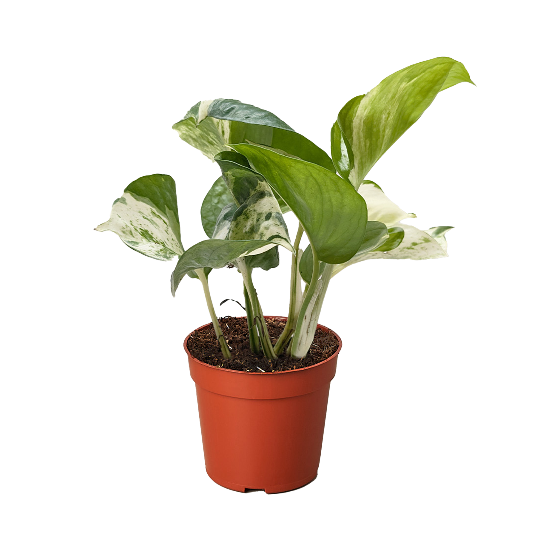 Pothos Manjula