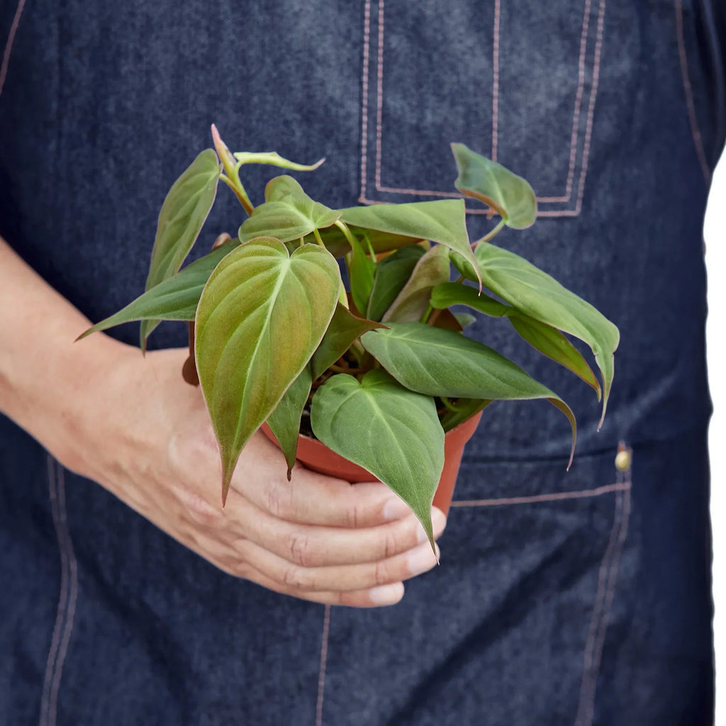 Philodendron 'Micans'