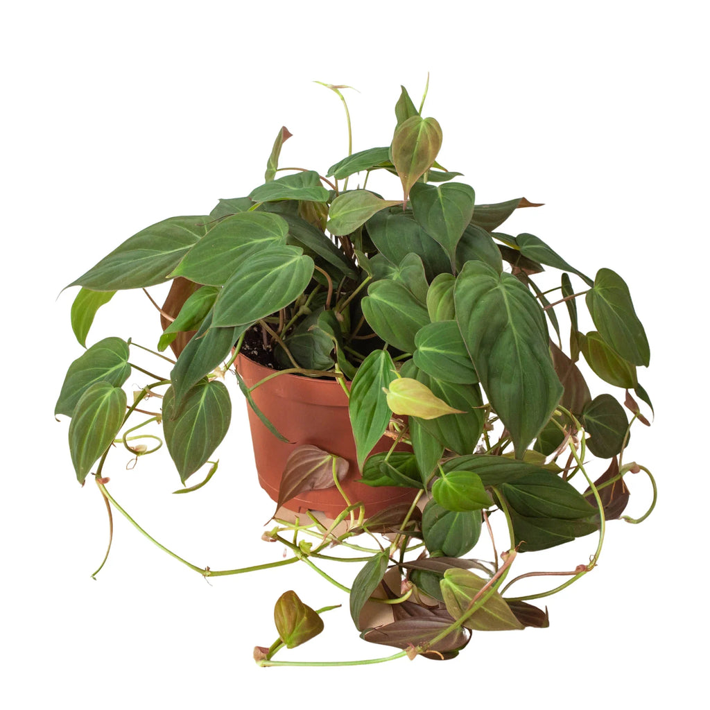 Philodendron 'Micans'
