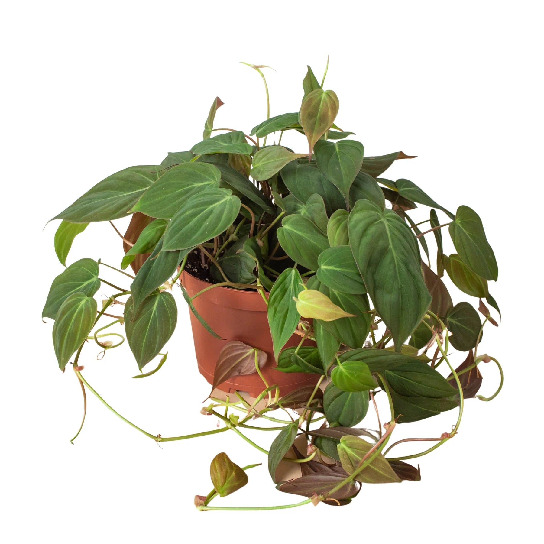 Philodendron 'Micans'