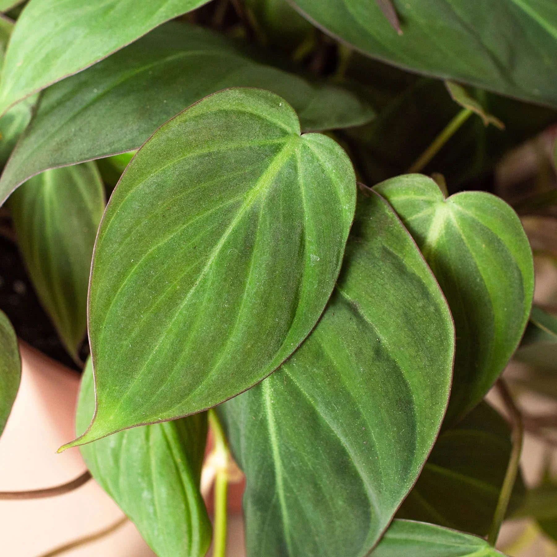 Philodendron 'Micans'