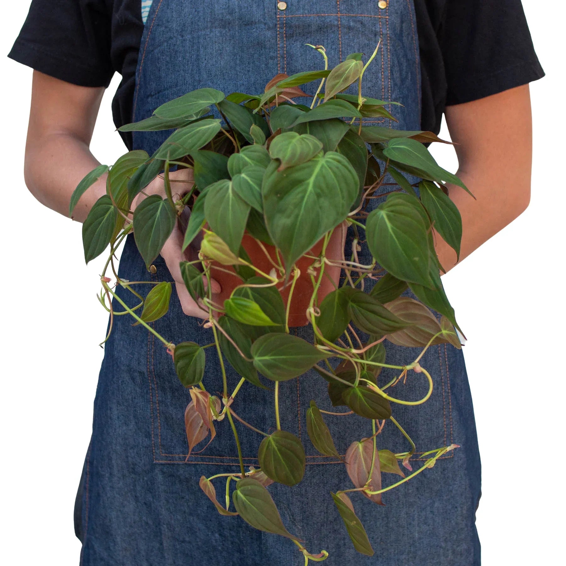 Philodendron 'Micans'