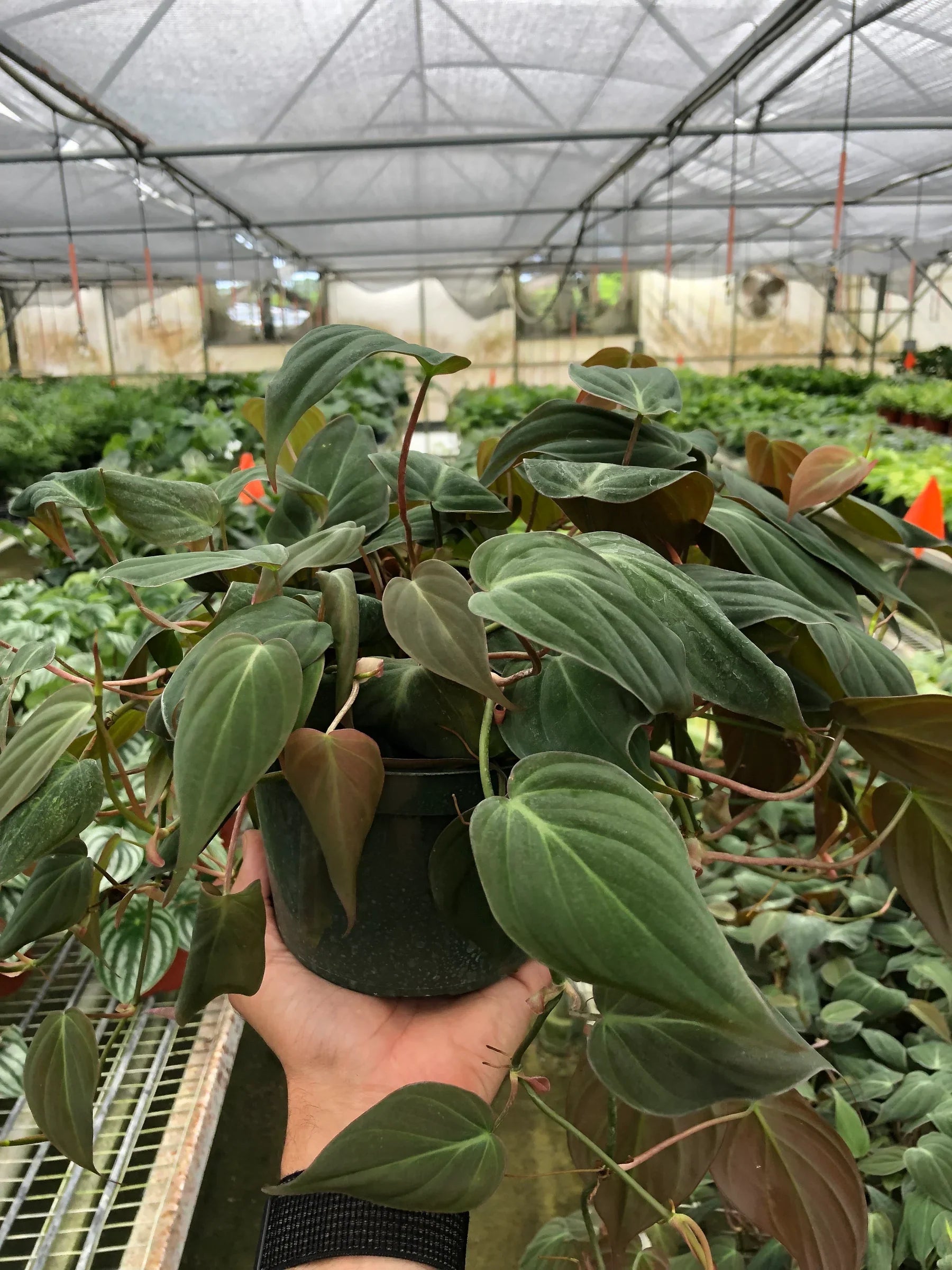 Philodendron 'Micans'