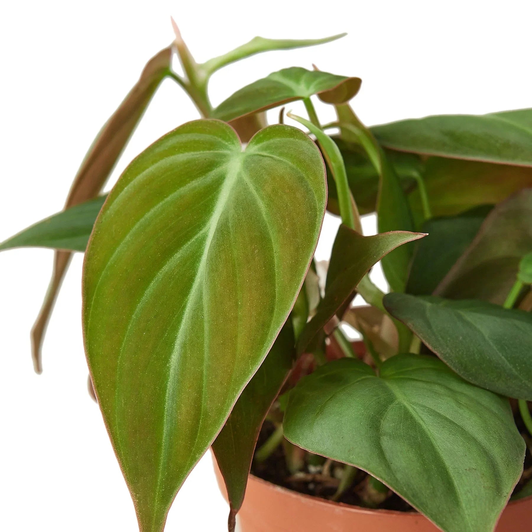 Philodendron 'Micans'