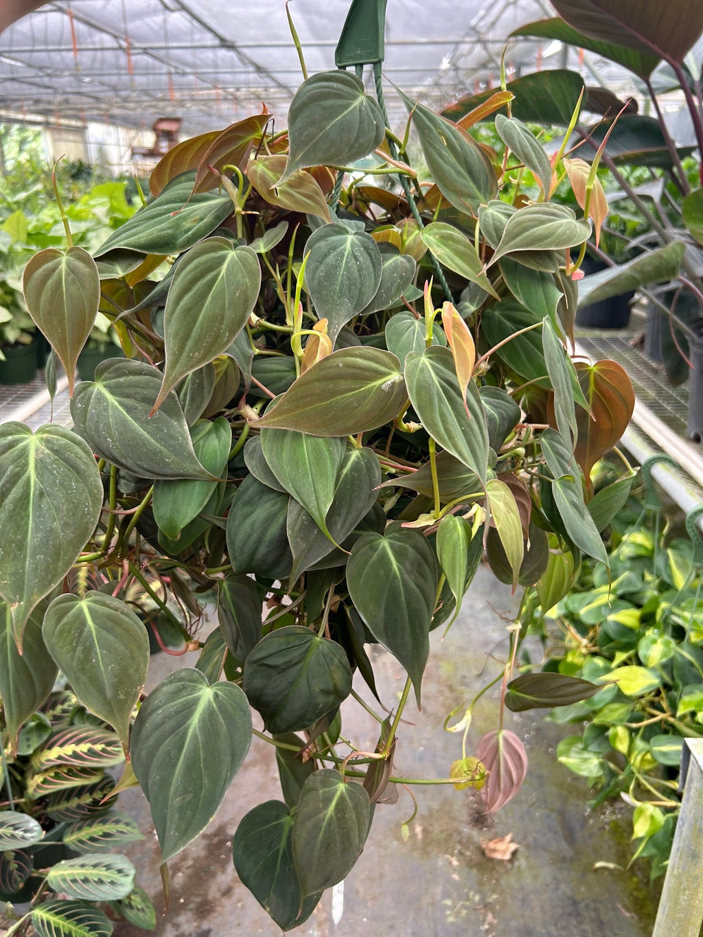 Philodendron 'Micans'