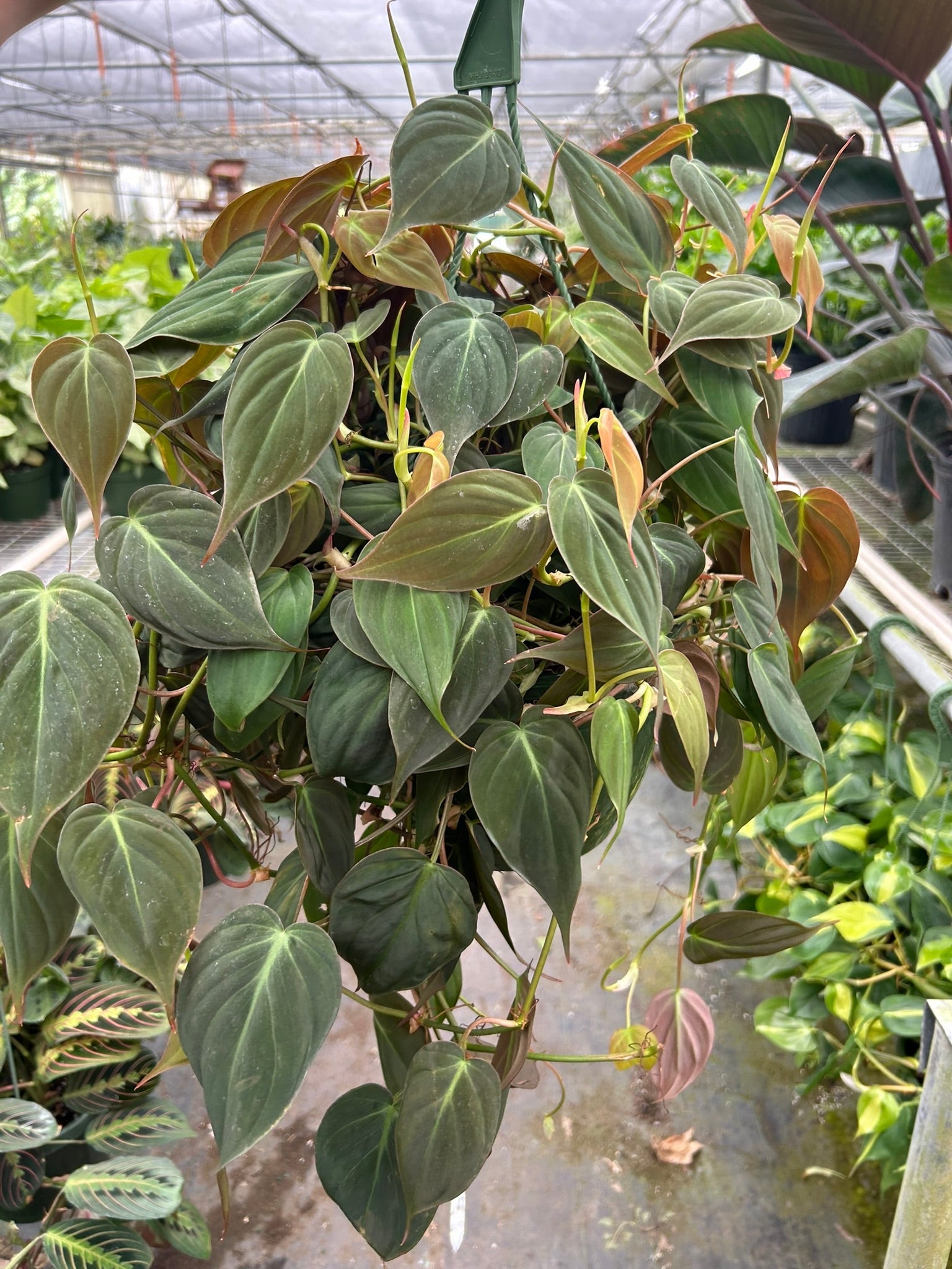 Philodendron 'Micans'