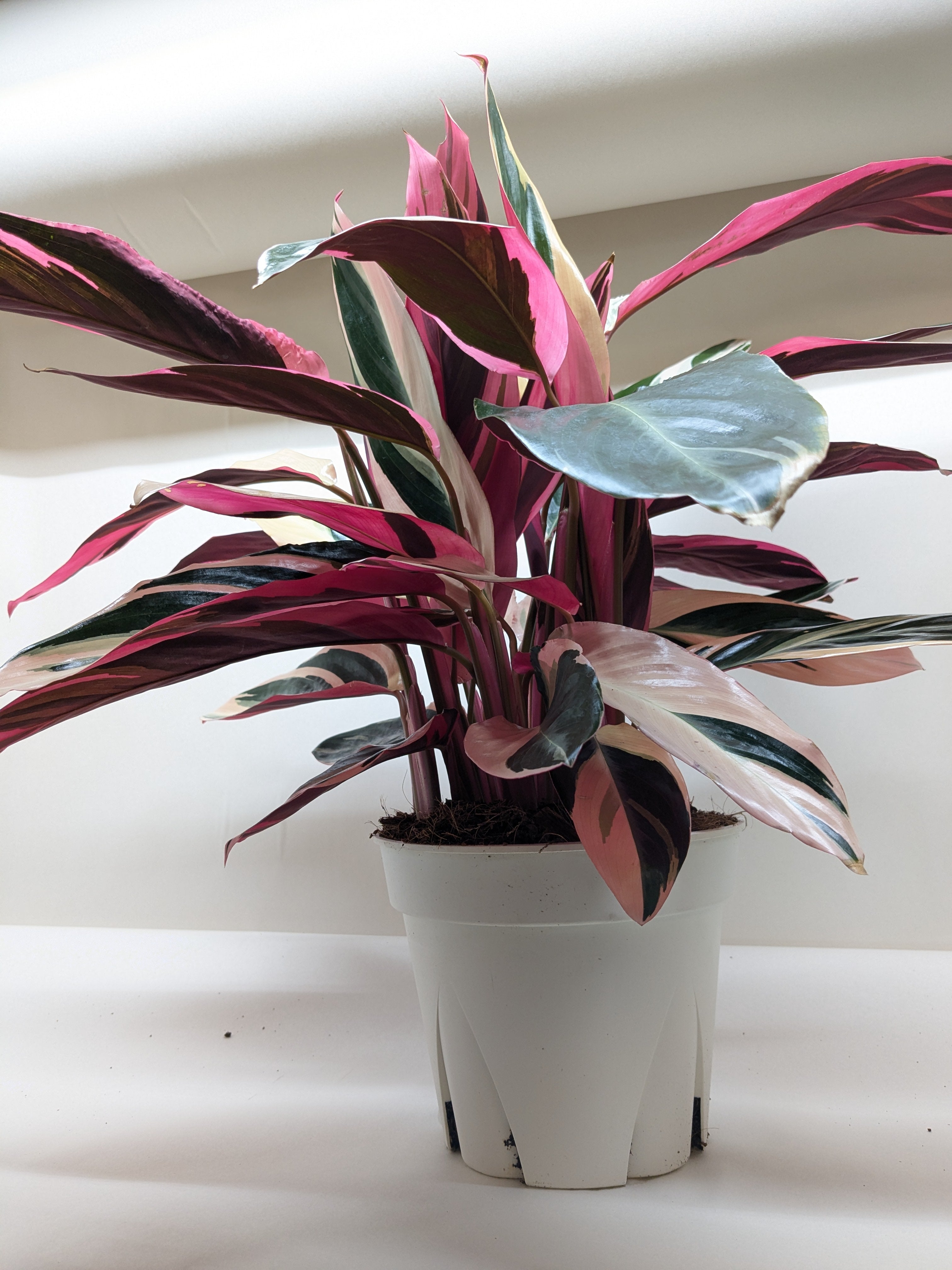 Stromanthe Triostar