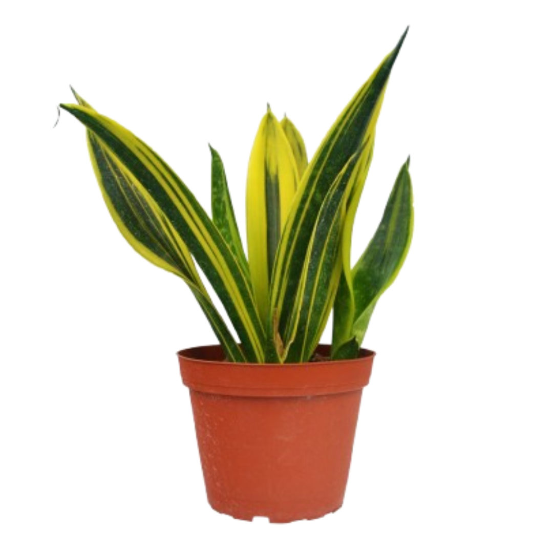 Snake 'Gold Flame'