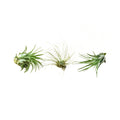 Air Plant 3 Pack - 2"-3" Large