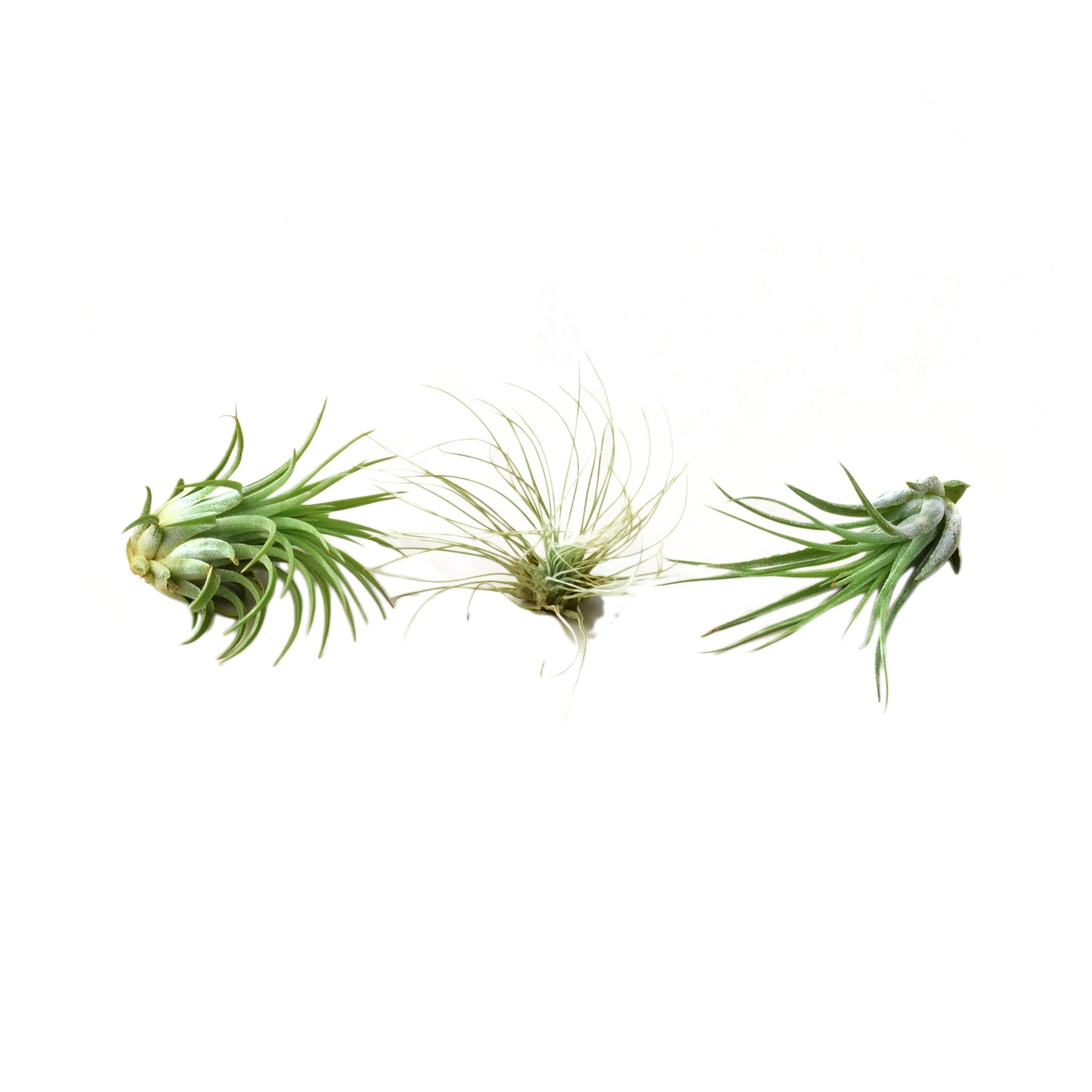 Air Plant 3 Pack - 2"-3" Large